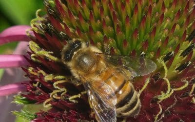 Beaverton Downtown Association Celebrates Completion of Community Pollinator Pathway