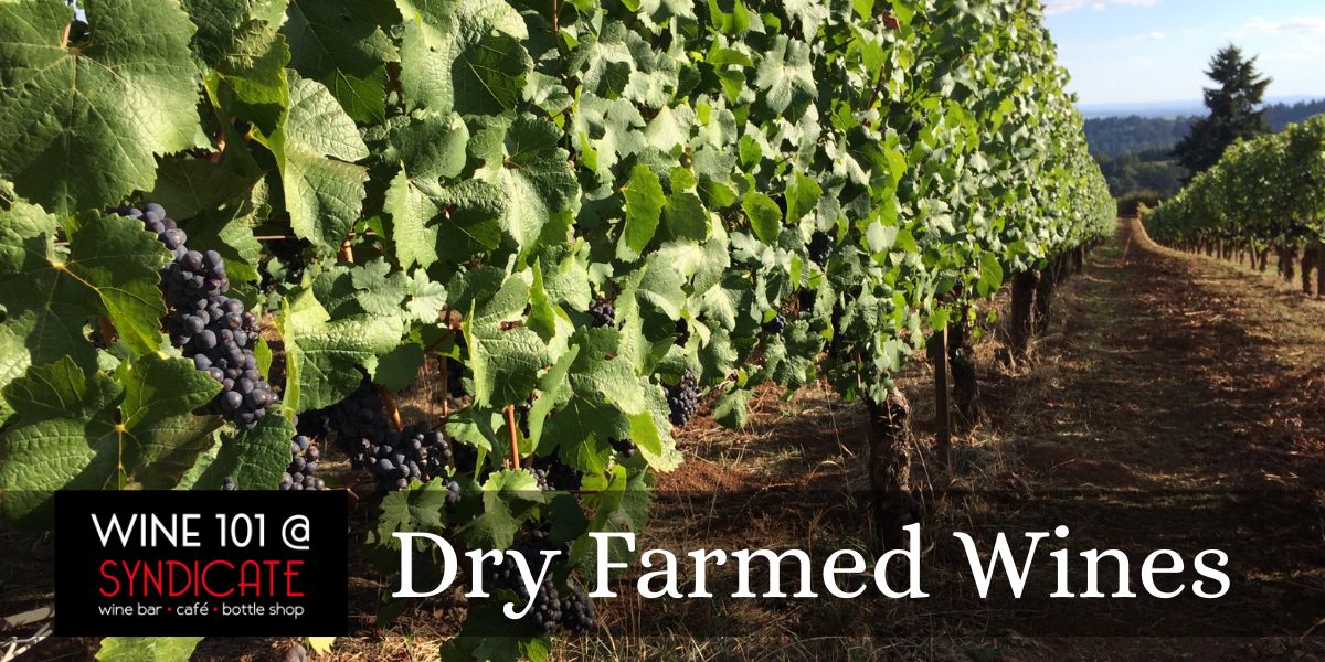 wine 101 dry farmed wines rck4n0